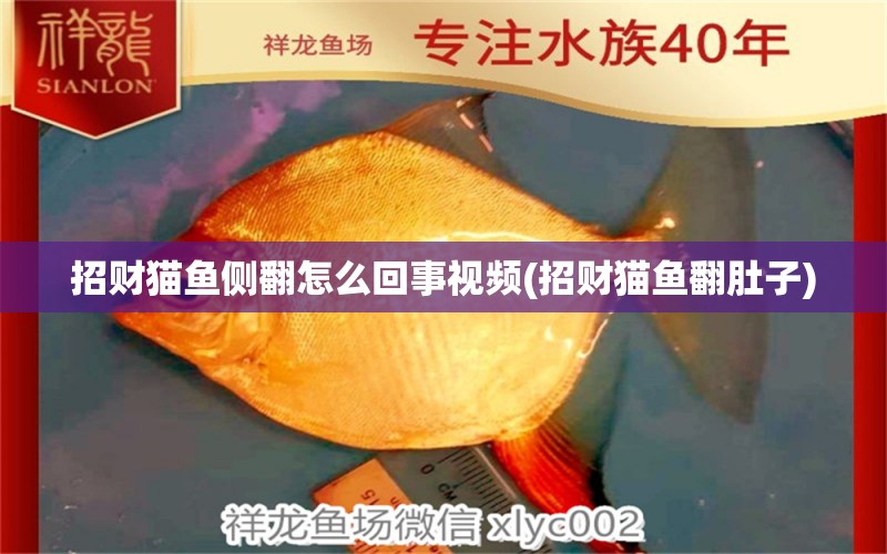 招財(cái)貓魚側(cè)翻怎么回事視頻(招財(cái)貓魚翻肚子) 潛水艇魚