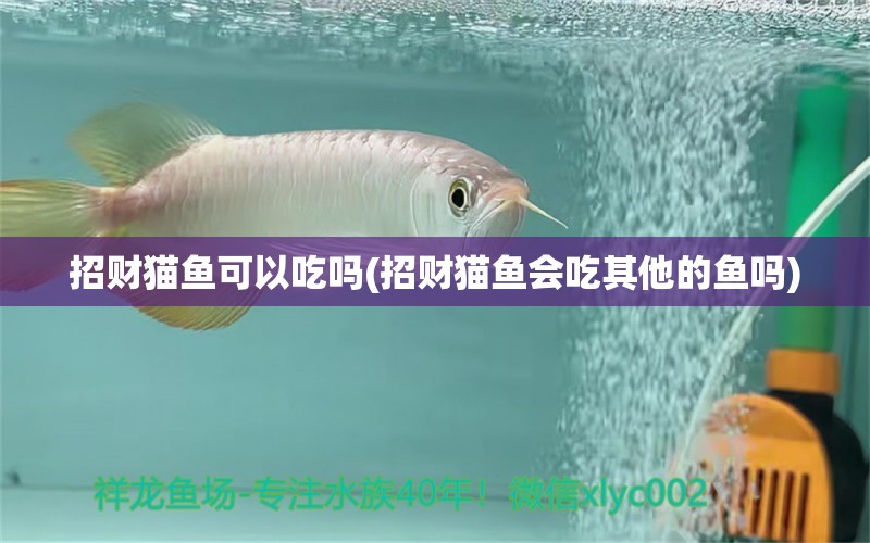 招財(cái)貓魚可以吃嗎(招財(cái)貓魚會(huì)吃其他的魚嗎) 金老虎魚