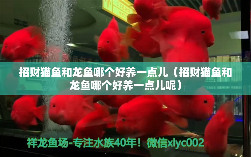 招財(cái)貓魚和龍魚哪個(gè)好養(yǎng)一點(diǎn)兒（招財(cái)貓魚和龍魚哪個(gè)好養(yǎng)一點(diǎn)兒呢） 虎斑恐龍魚