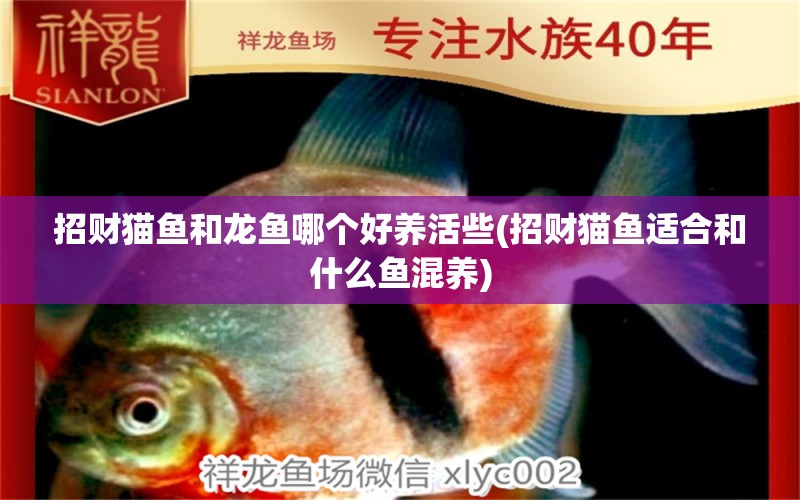 招財貓魚和龍魚哪個好養(yǎng)活些(招財貓魚適合和什么魚混養(yǎng)) 白子銀版魚