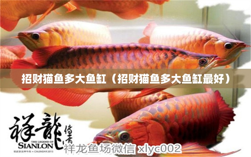 招財(cái)貓魚多大魚缸（招財(cái)貓魚多大魚缸最好）