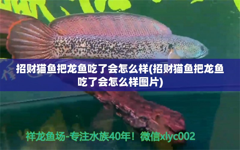 招財貓魚把龍魚吃了會怎么樣(招財貓魚把龍魚吃了會怎么樣圖片)