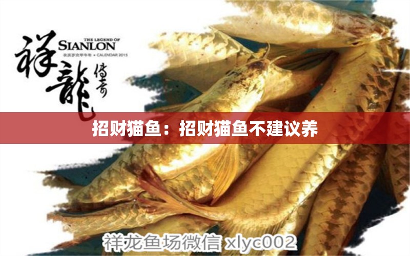 招財(cái)貓魚：招財(cái)貓魚不建議養(yǎng)