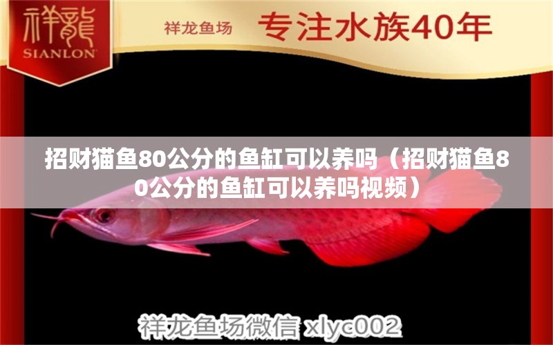 招財貓魚80公分的魚缸可以養(yǎng)嗎（招財貓魚80公分的魚缸可以養(yǎng)嗎視頻）