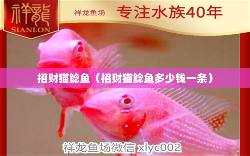 招財(cái)貓鯰魚（招財(cái)貓鯰魚多少錢一條） 紅龍專用魚糧飼料