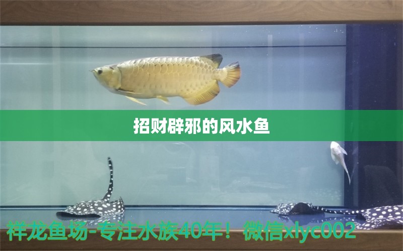 招財辟邪的風(fēng)水魚