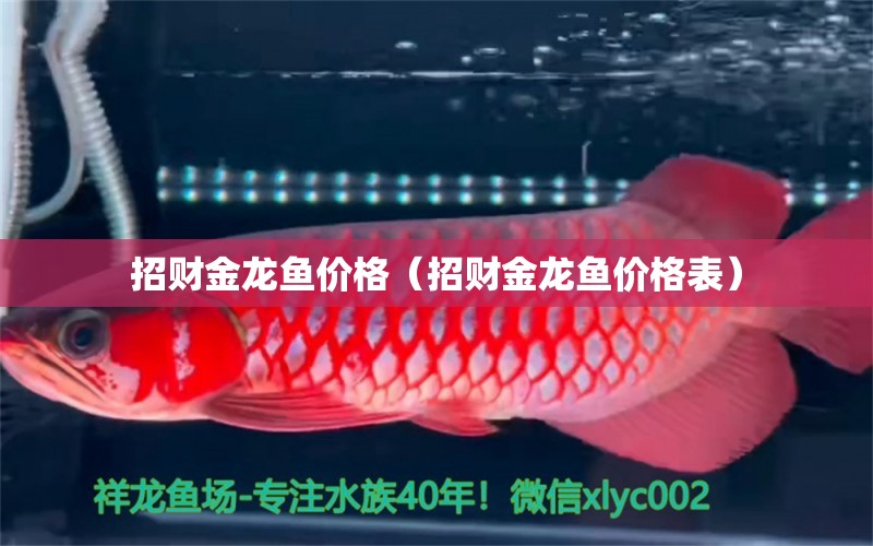 招財金龍魚價格（招財金龍魚價格表）