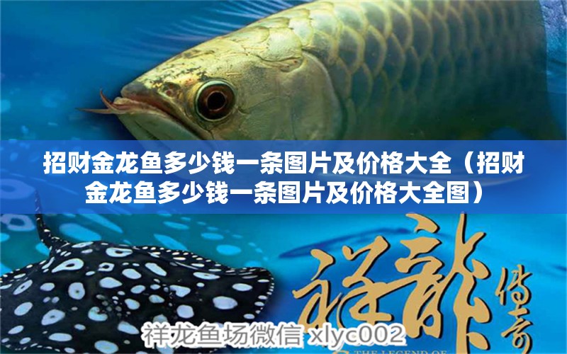 招財金龍魚多少錢一條圖片及價格大全（招財金龍魚多少錢一條圖片及價格大全圖）