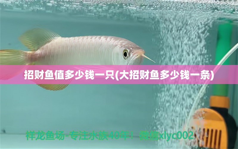 招財魚值多少錢一只(大招財魚多少錢一條) 硝化細菌