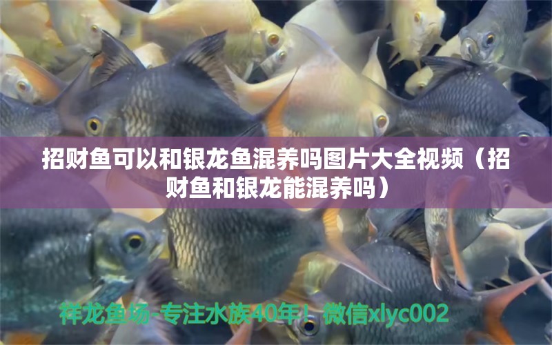 招財魚可以和銀龍魚混養(yǎng)嗎圖片大全視頻（招財魚和銀龍能混養(yǎng)嗎） 飛鳳魚