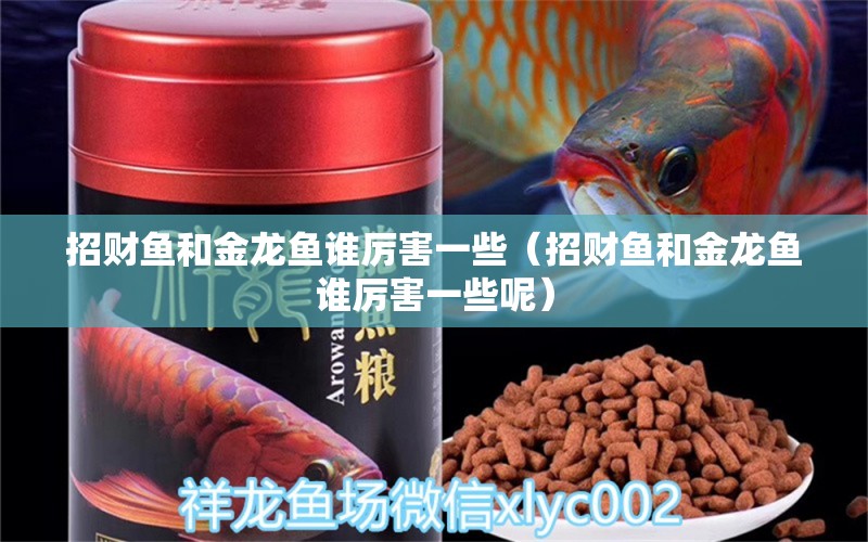 招財(cái)魚和金龍魚誰厲害一些（招財(cái)魚和金龍魚誰厲害一些呢）