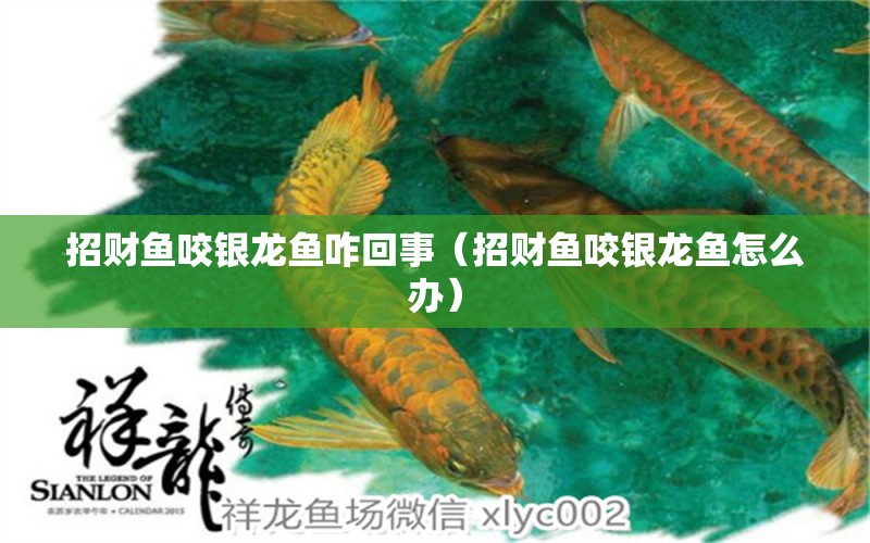 招財魚咬銀龍魚咋回事（招財魚咬銀龍魚怎么辦） 銀龍魚