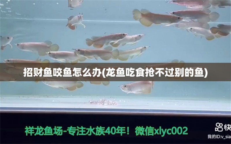 招財魚咬魚怎么辦(龍魚吃食搶不過別的魚)