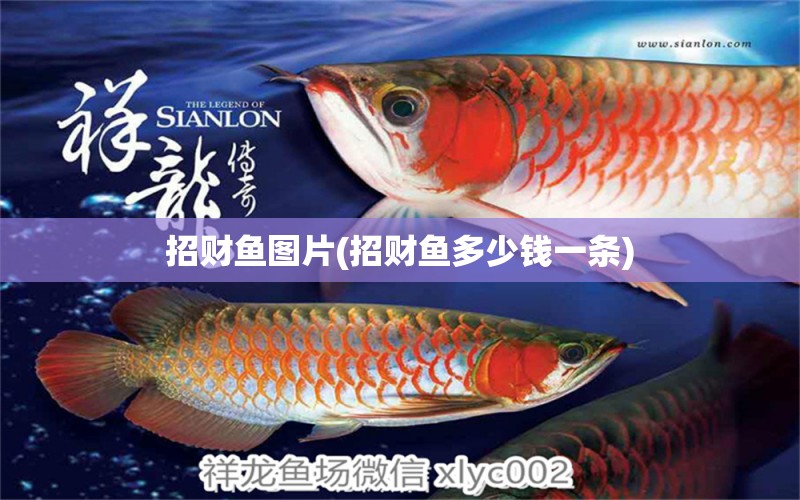 招財(cái)魚圖片(招財(cái)魚多少錢一條) 戰(zhàn)車紅龍魚