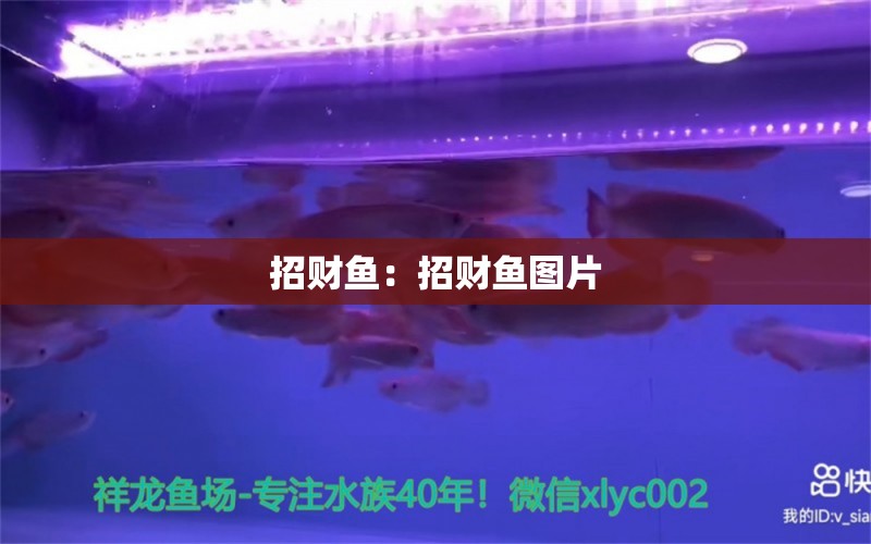 招財魚：招財魚圖片 哥倫比亞巨暴魚苗