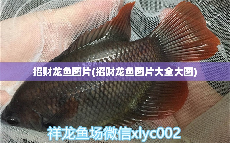 招財龍魚圖片(招財龍魚圖片大全大圖) 粗線銀版魚苗