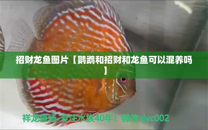 招財龍魚圖片【鸚鵡和招財和龍魚可以混養(yǎng)嗎】 鸚鵡魚