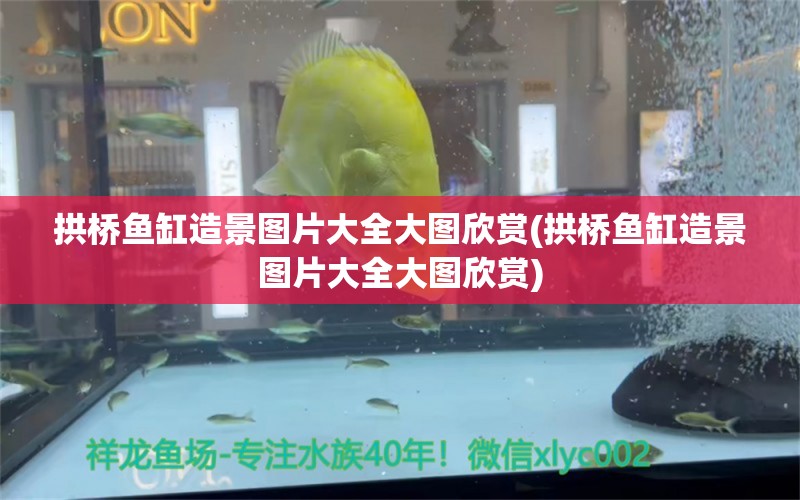 拱橋魚缸造景圖片大全大圖欣賞(拱橋魚缸造景圖片大全大圖欣賞) 泰國雪鯽魚