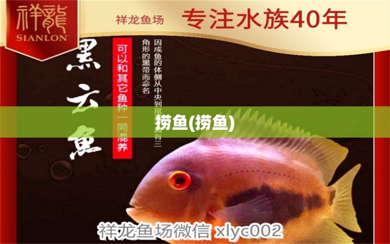 撈魚(撈魚) 埃及神仙魚 第1張