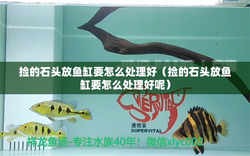 撿的石頭放魚缸要怎么處理好（撿的石頭放魚缸要怎么處理好呢） 祥龍水族醫(yī)院