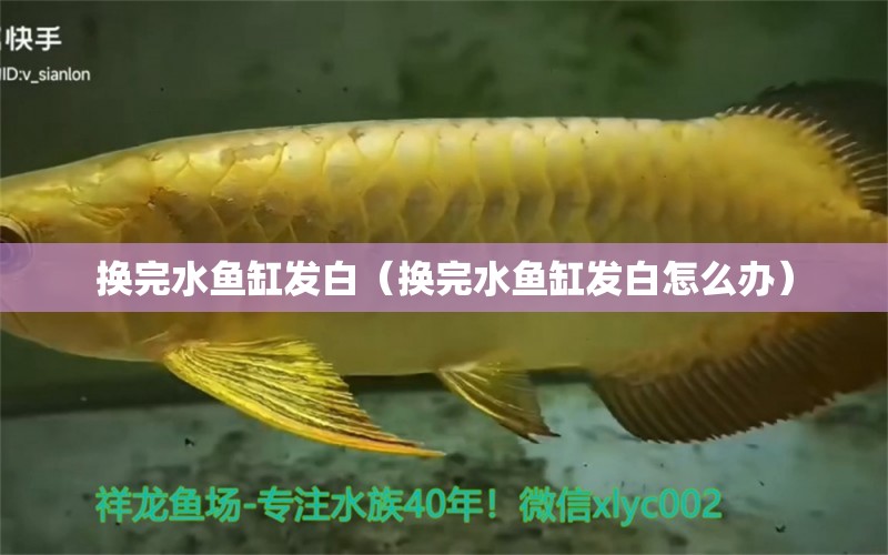 換完水魚缸發(fā)白（換完水魚缸發(fā)白怎么辦）