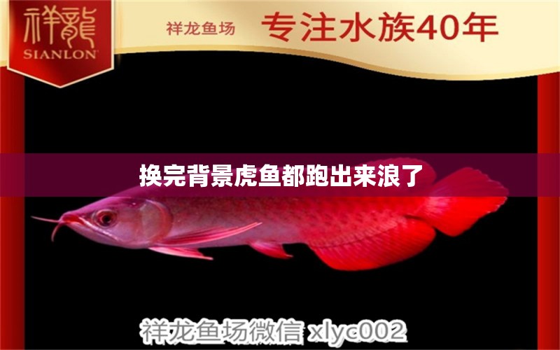 換完背景虎魚都跑出來浪了 虎魚百科 第3張