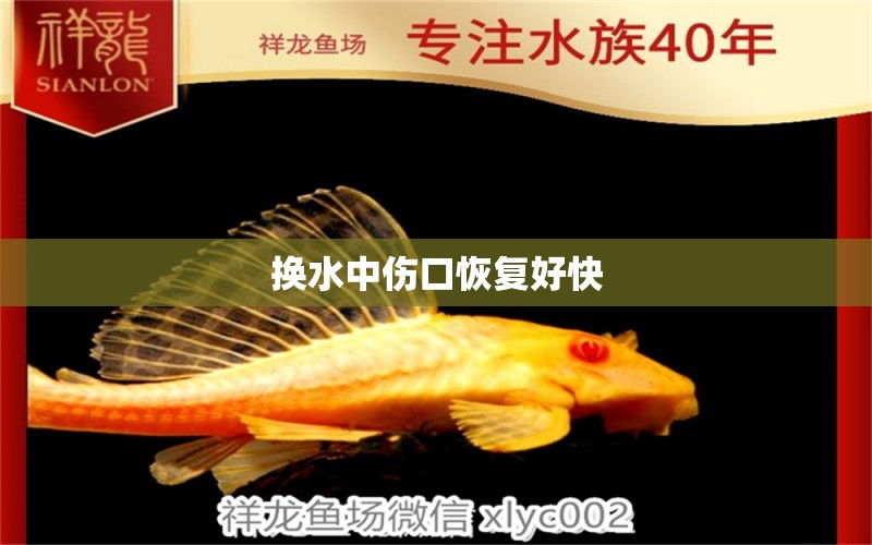 換水中傷口恢復(fù)好快 熱帶魚魚苗批發(fā)