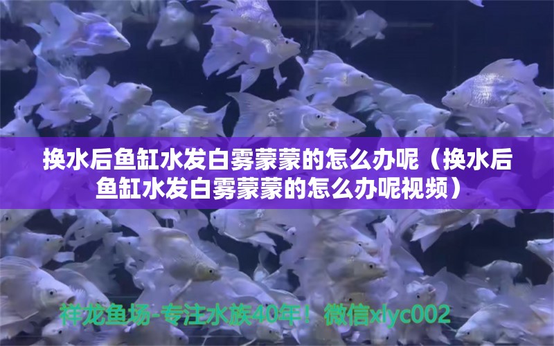 換水后魚缸水發(fā)白霧蒙蒙的怎么辦呢（換水后魚缸水發(fā)白霧蒙蒙的怎么辦呢視頻）