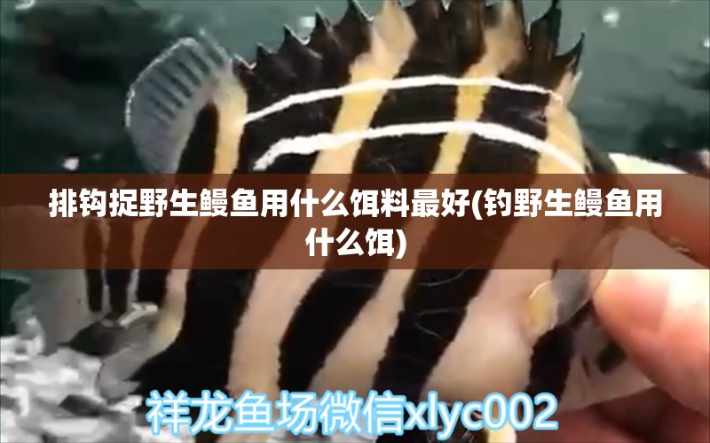 排鉤捉野生鰻魚用什么餌料最好(釣野生鰻魚用什么餌) 垂釣樂園