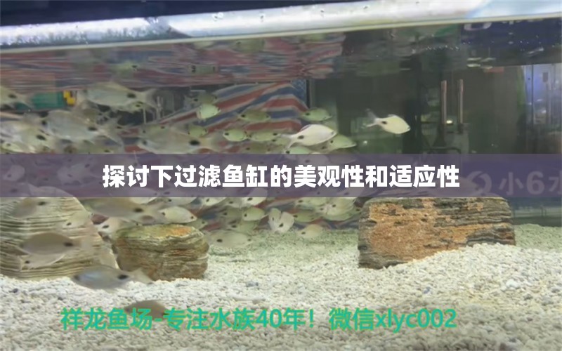 探討下過濾魚缸的美觀性和適應(yīng)性 白寫錦鯉魚