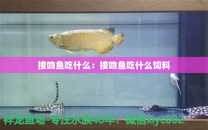 接吻魚吃什么：接吻魚吃什么飼料