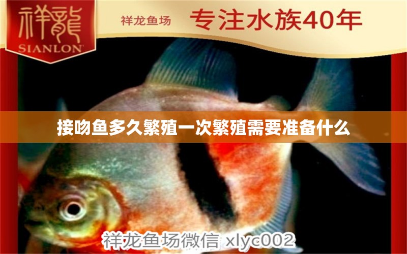 接吻魚(yú)多久繁殖一次繁殖需要準(zhǔn)備什么 泰國(guó)虎魚(yú)（泰虎） 第2張