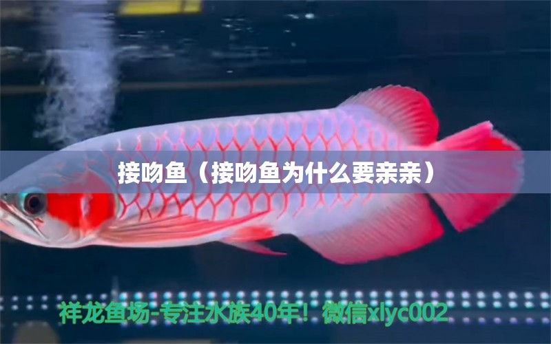 接吻魚（接吻魚為什么要親親）