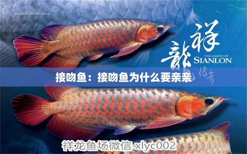 接吻魚：接吻魚為什么要親親