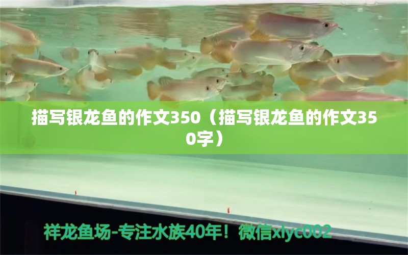 描寫銀龍魚的作文350（描寫銀龍魚的作文350字） 銀龍魚