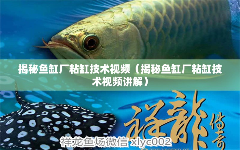 揭秘魚缸廠粘缸技術(shù)視頻（揭秘魚缸廠粘缸技術(shù)視頻講解） 量子養(yǎng)魚技術(shù)