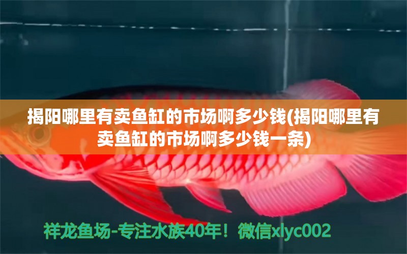 揭陽(yáng)哪里有賣(mài)魚(yú)缸的市場(chǎng)啊多少錢(qián)(揭陽(yáng)哪里有賣(mài)魚(yú)缸的市場(chǎng)啊多少錢(qián)一條) 泰國(guó)虎魚(yú)（泰虎）