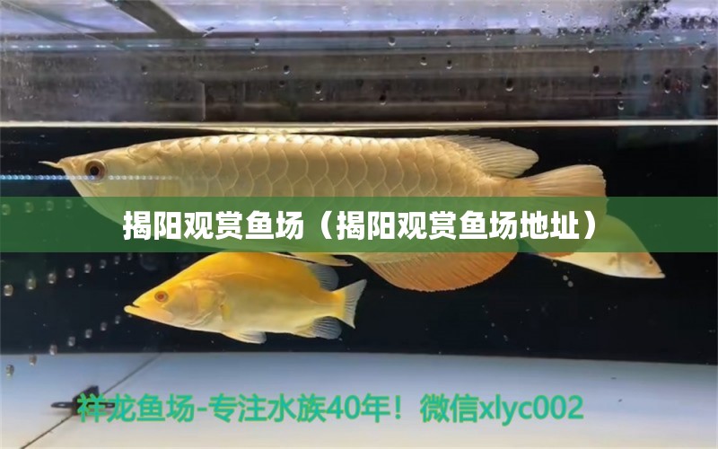 揭陽觀賞魚場(chǎng)（揭陽觀賞魚場(chǎng)地址） 祥龍水族醫(yī)院