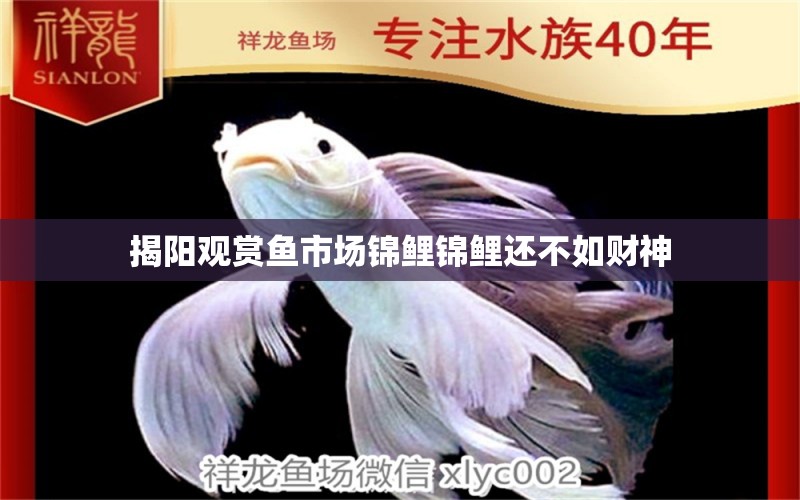 揭陽(yáng)觀賞魚(yú)市場(chǎng)錦鯉錦鯉還不如財(cái)神 觀賞魚(yú)市場(chǎng)（混養(yǎng)魚(yú)） 第8張