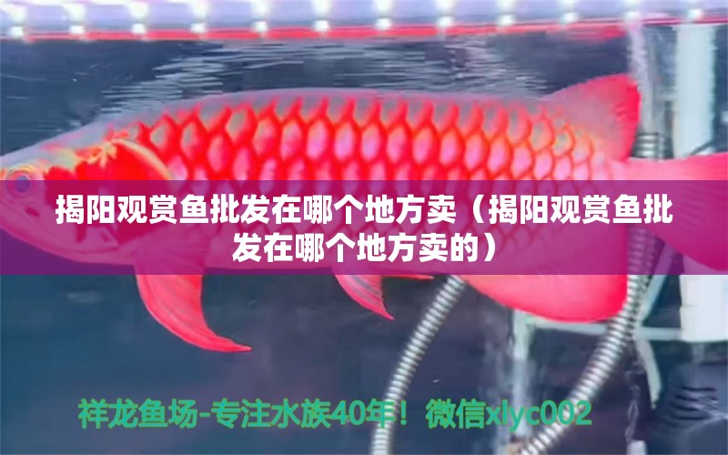 揭陽觀賞魚批發(fā)在哪個(gè)地方賣（揭陽觀賞魚批發(fā)在哪個(gè)地方賣的）