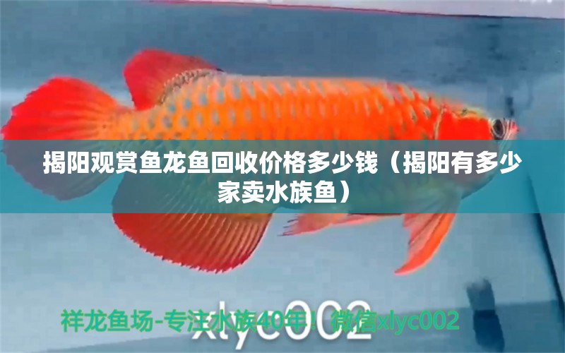 揭陽觀賞魚龍魚回收價(jià)格多少錢（揭陽有多少家賣水族魚）