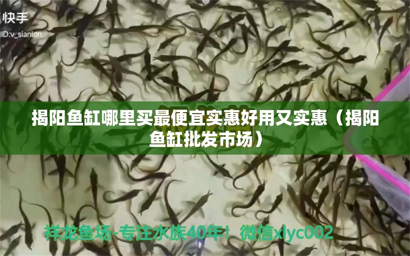 揭陽魚缸哪里買最便宜實惠好用又實惠（揭陽魚缸批發(fā)市場） 綠皮辣椒小紅龍