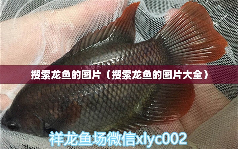 搜索龍魚(yú)的圖片（搜索龍魚(yú)的圖片大全） 廣州龍魚(yú)批發(fā)市場(chǎng)