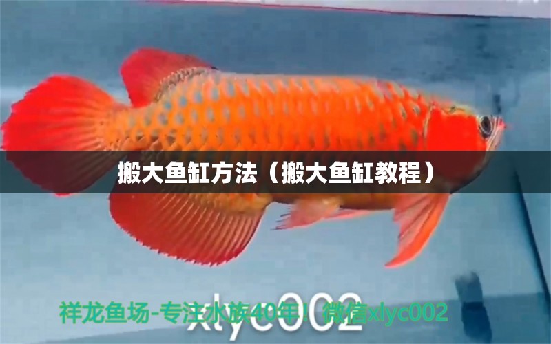 搬大魚缸方法（搬大魚缸教程）