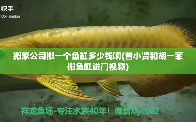 搬家公司搬一個(gè)魚缸多少錢啊(曾小賢和胡一菲搬魚缸進(jìn)門視頻) 斑馬鴨嘴魚苗