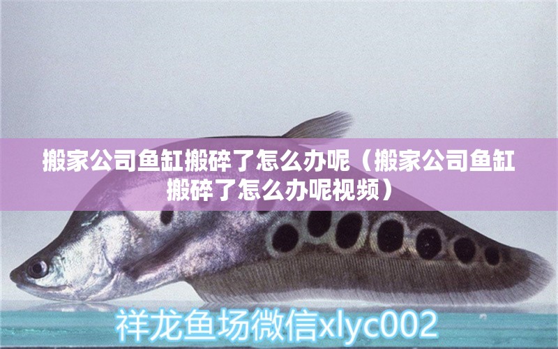 搬家公司魚缸搬碎了怎么辦呢（搬家公司魚缸搬碎了怎么辦呢視頻）