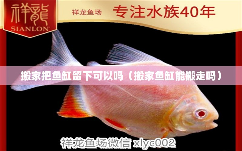 搬家把魚缸留下可以嗎（搬家魚缸能搬走嗎）