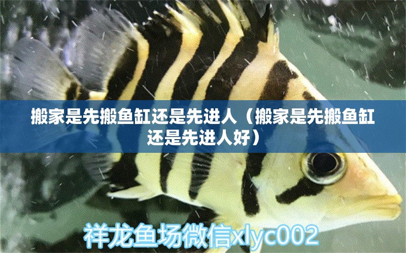 搬家是先搬魚缸還是先進人（搬家是先搬魚缸還是先進人好） 祥龍水族醫(yī)院 第1張