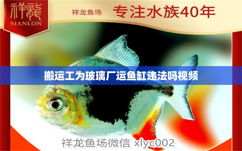 搬運(yùn)工為玻璃廠運(yùn)魚缸違法嗎視頻