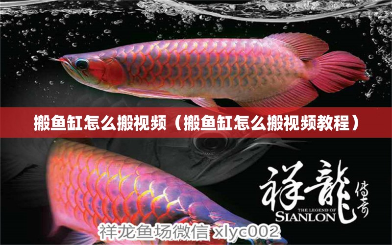 搬魚缸怎么搬視頻（搬魚缸怎么搬視頻教程） 祥龍水族醫(yī)院